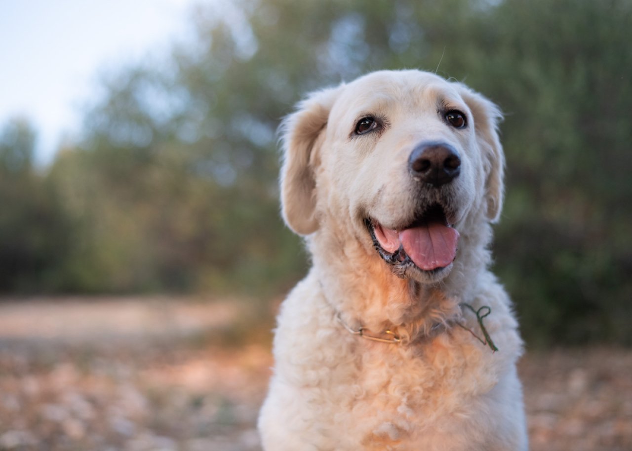 Portrait of a happy Kuvasz dog.