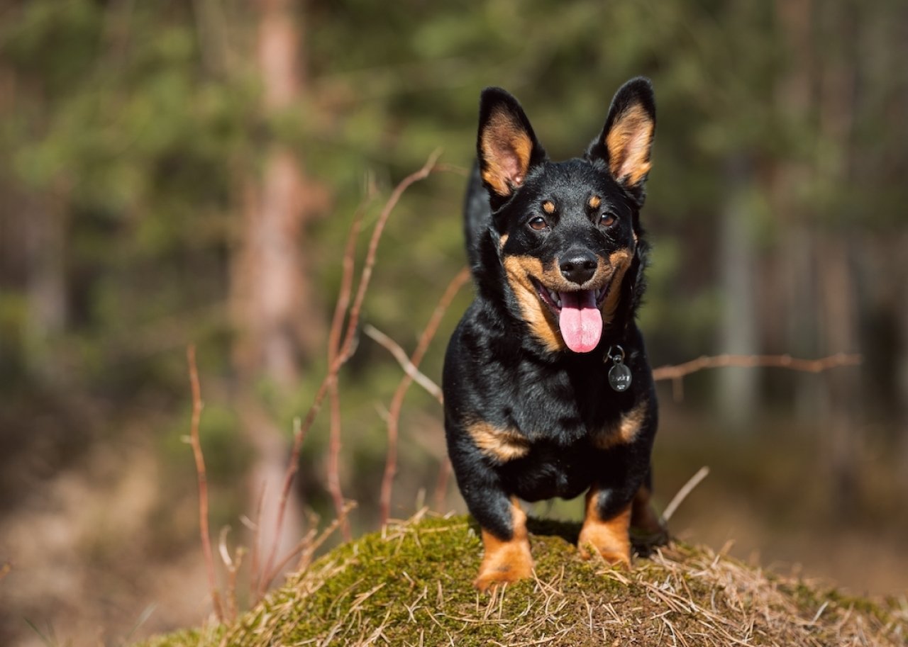 A Black Lancashire Heeler standing in the woods.