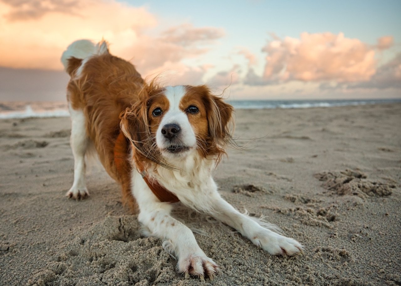 Nederlandse Kooikerhondje on beach.