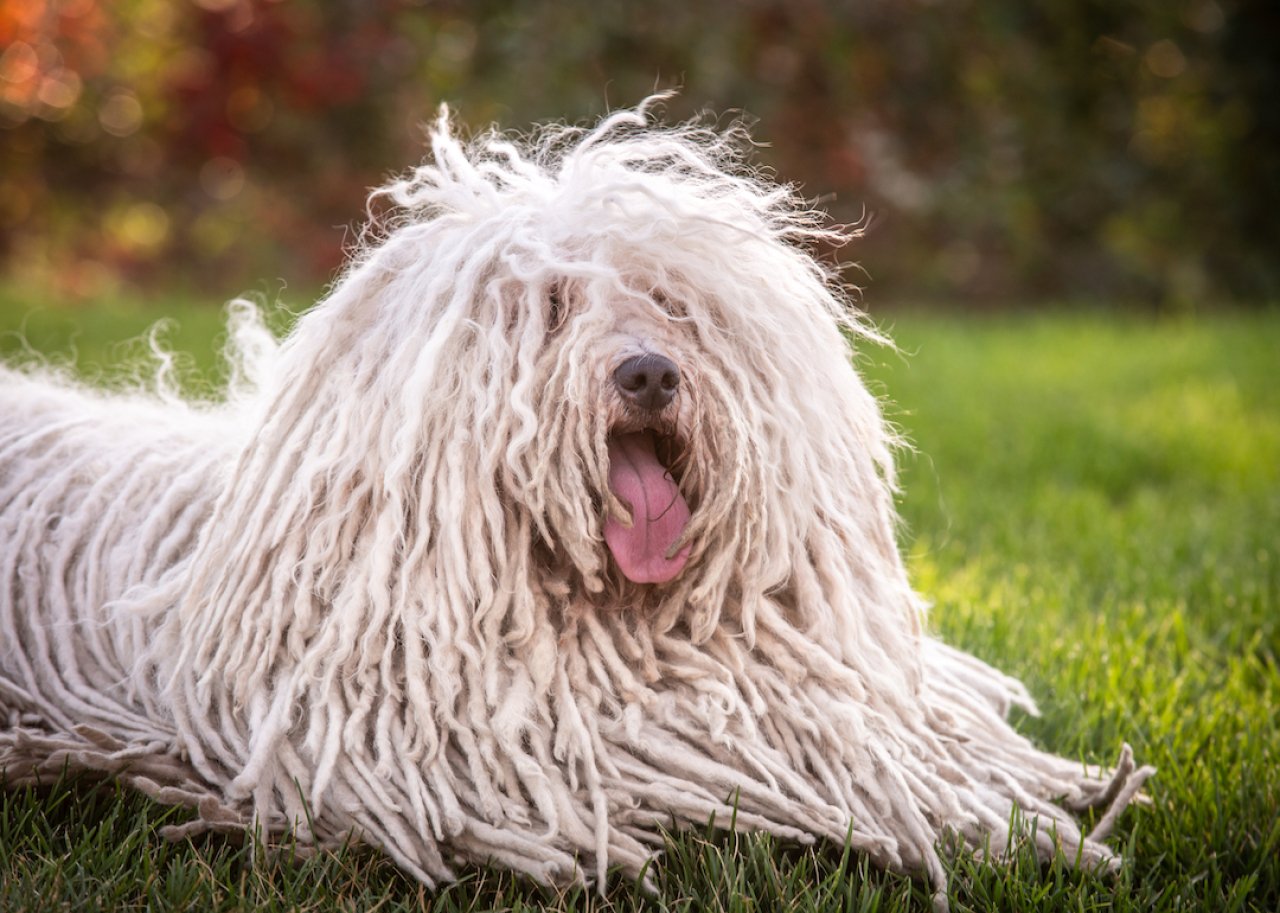 Hungarian puli dog with dreadlocks sitting outdoors.