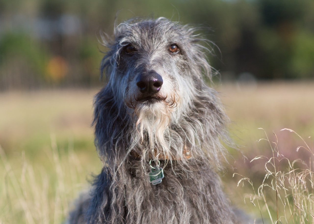 Grey Scottish Deerhound seated in field,