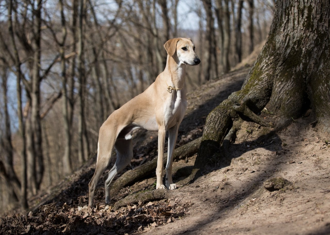 Sloughi standing in woods.