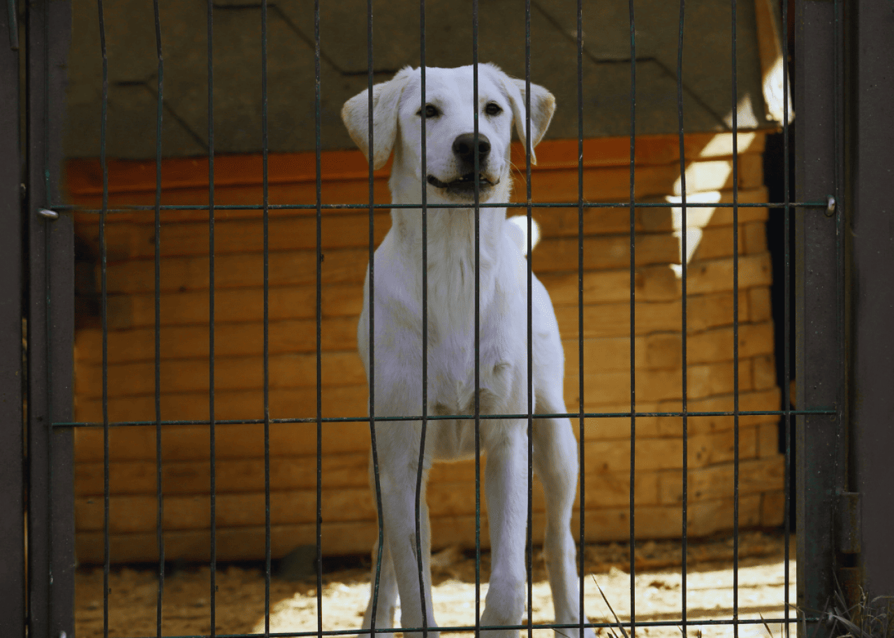 A tall white dog in a cage in a shelter. 