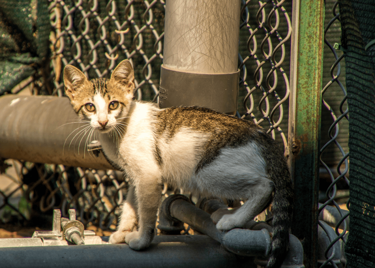 A stray young kitten walking around pipes.