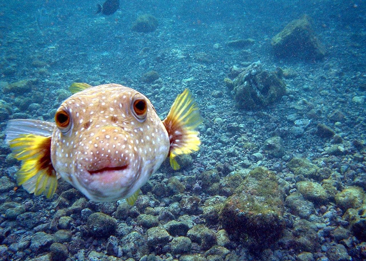 Pufferfish make underwater crop circles