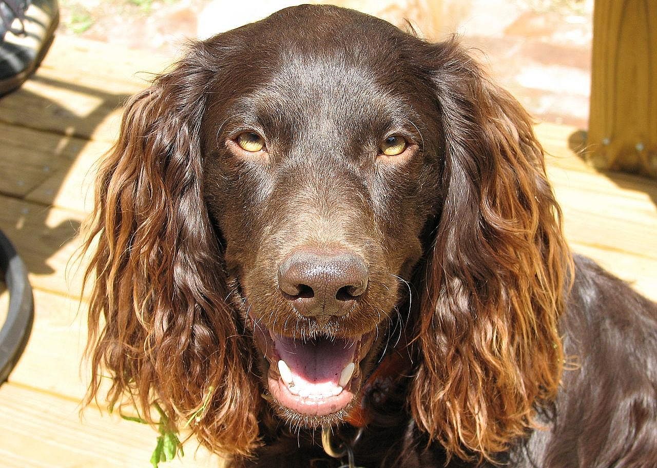 #18. Boykin spaniel