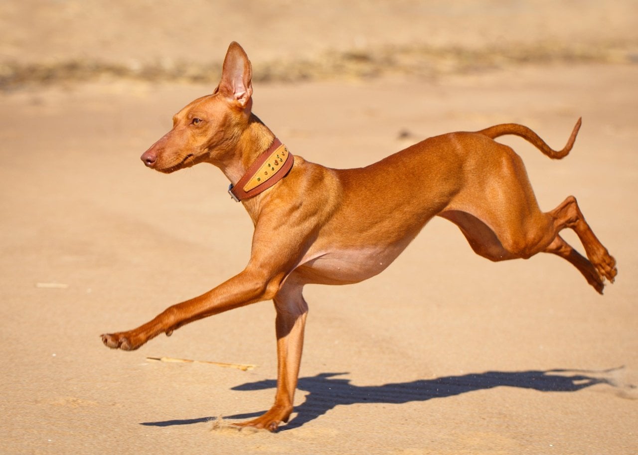 Cirneco dellâEtna running on beach.