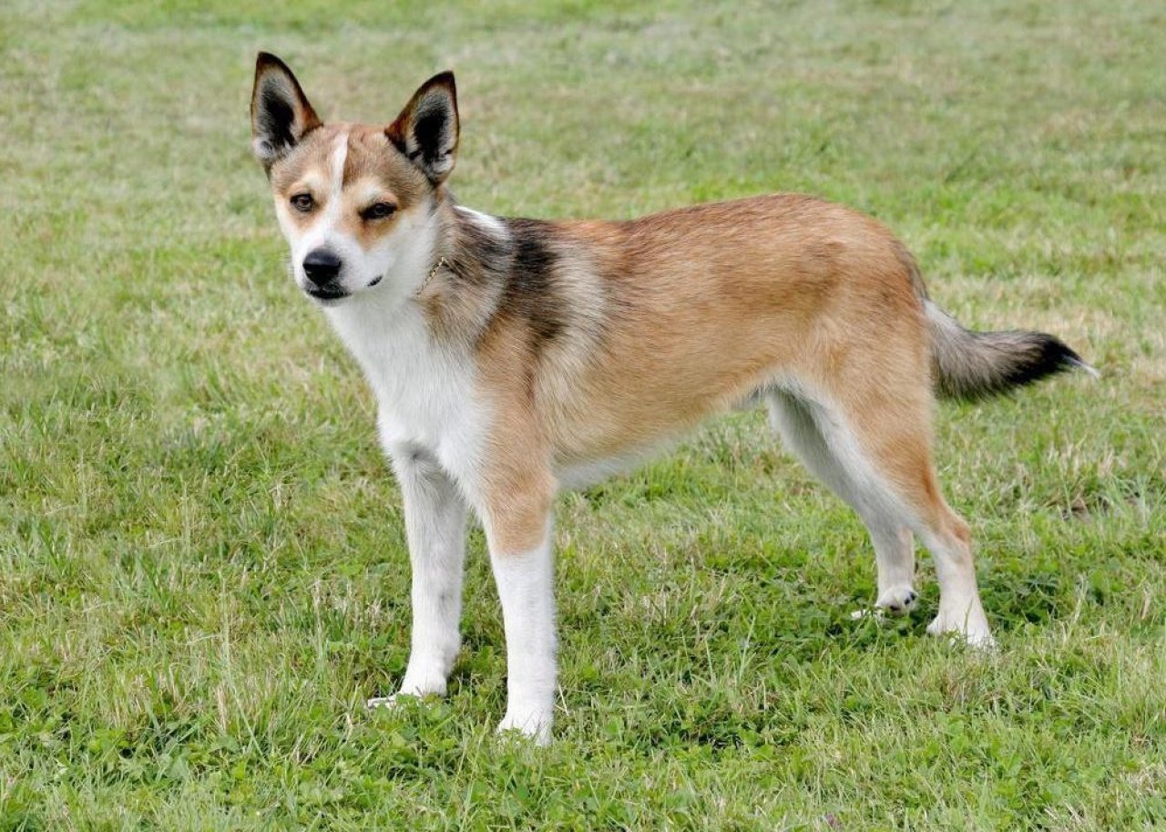 Norwegian lundehund standing on the grass.