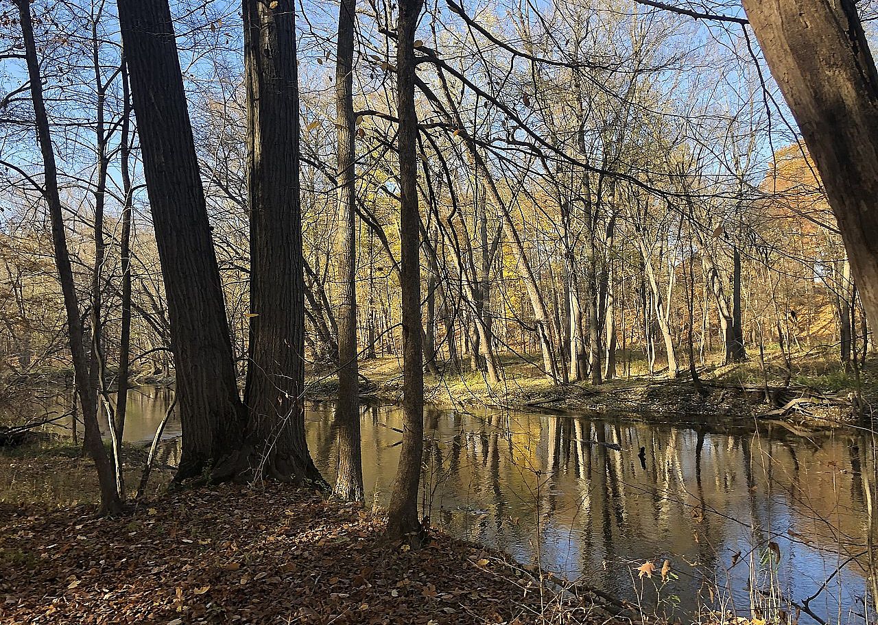 A river lined with trees.