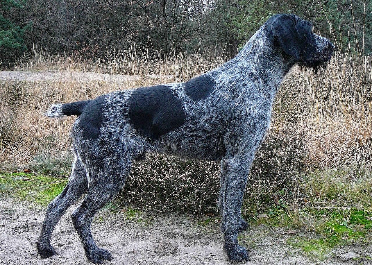 #11. German wirehaired pointer