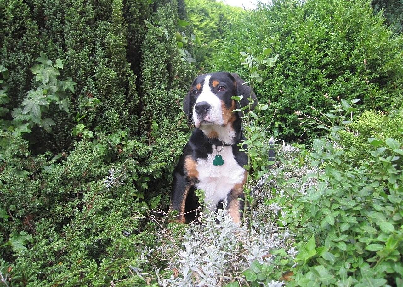 #73. Greater Swiss mountain dog