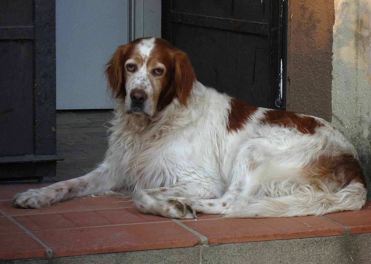 #24. Irish red and white setter