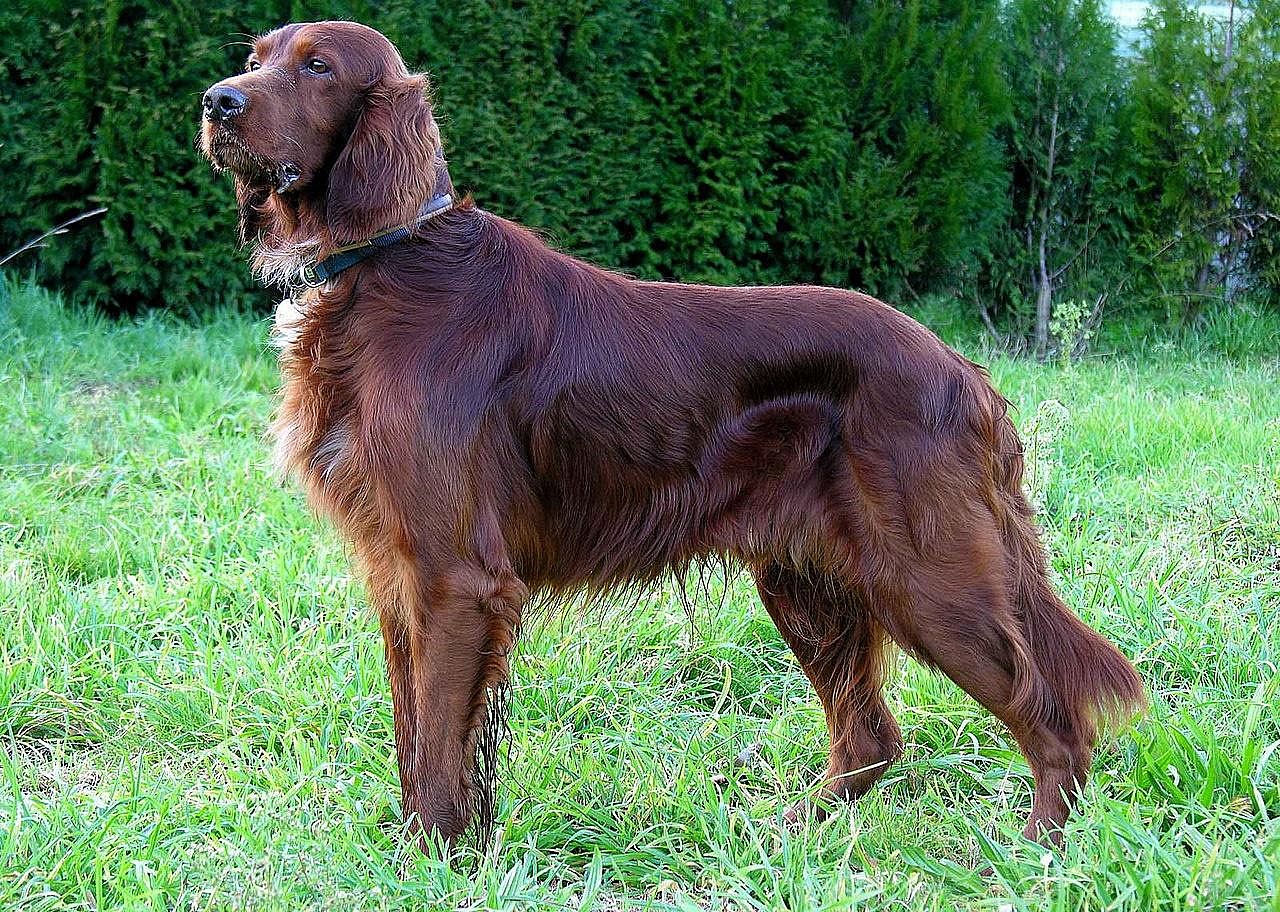 #13. Irish setter