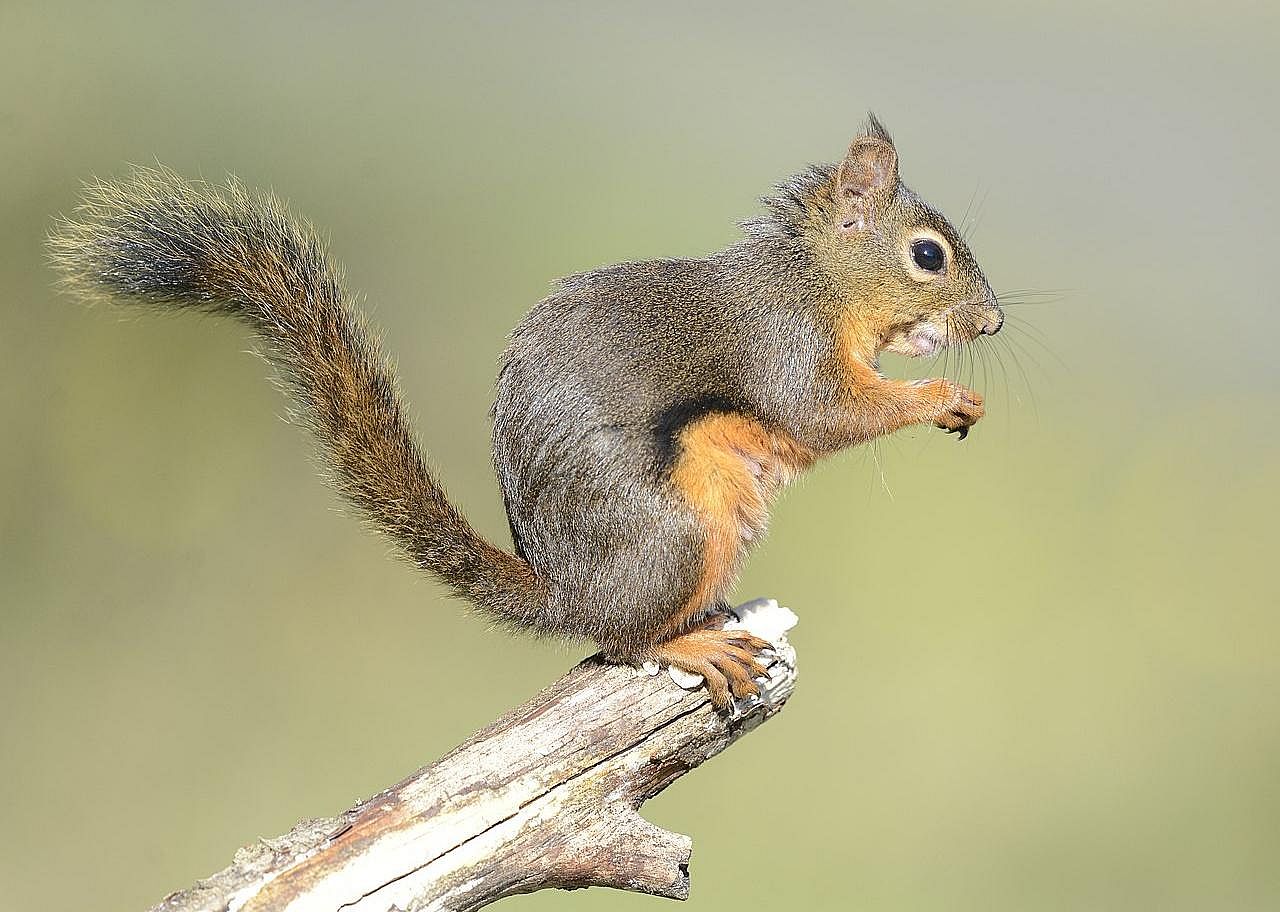 Answer #6: What is a squirrel?