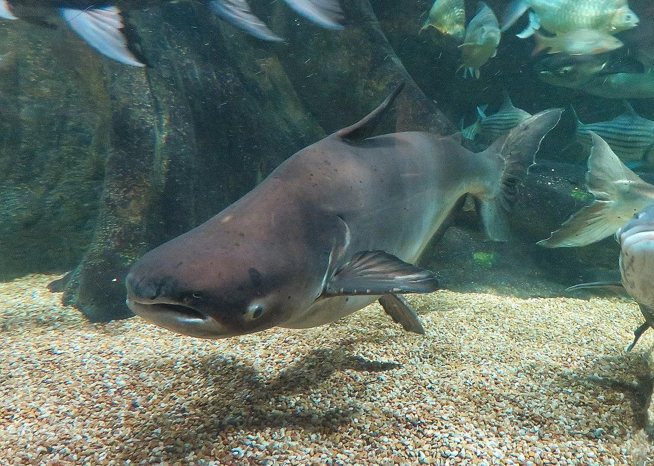 Answer #22: What is a catfish?