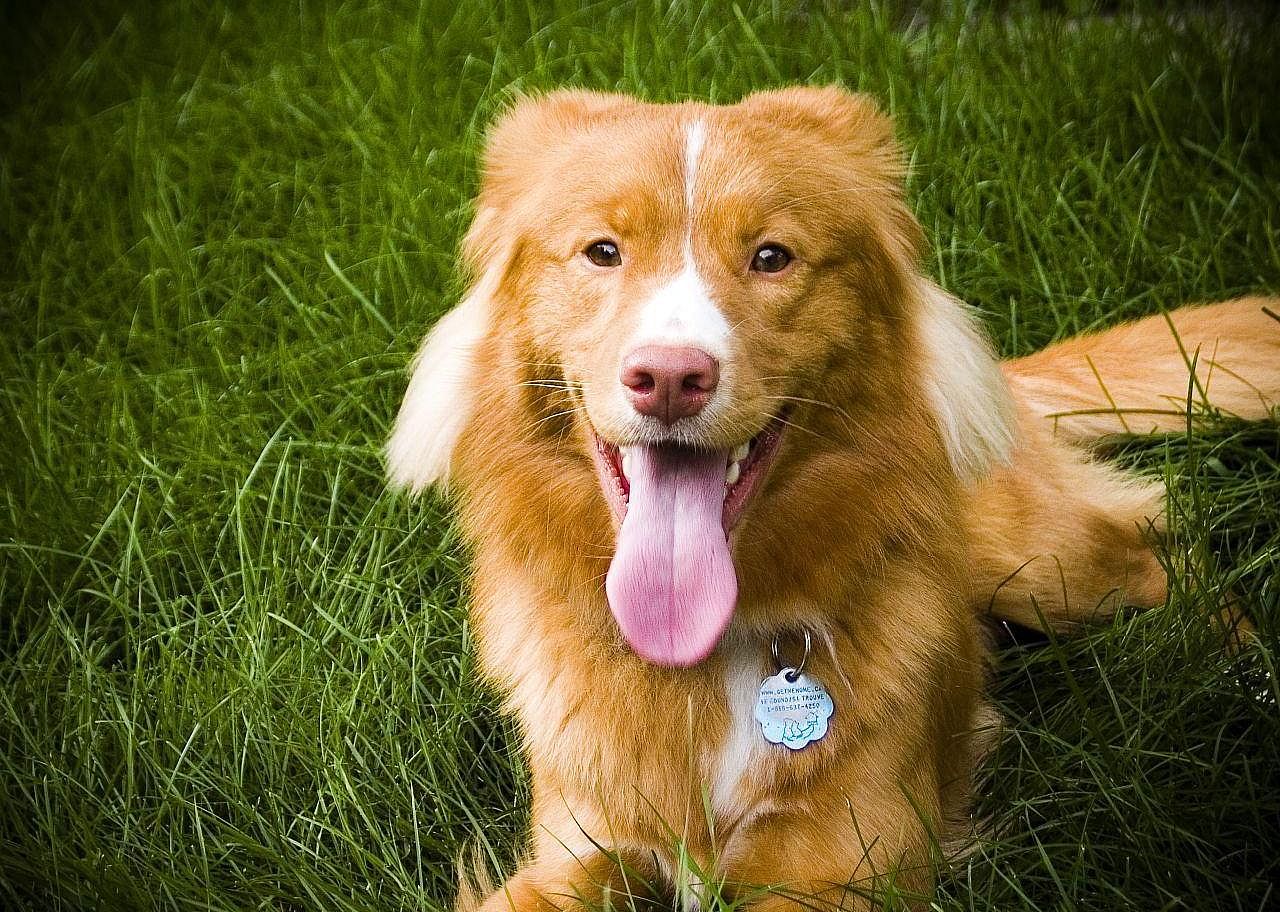 #86. Nova Scotia duck tolling retriever