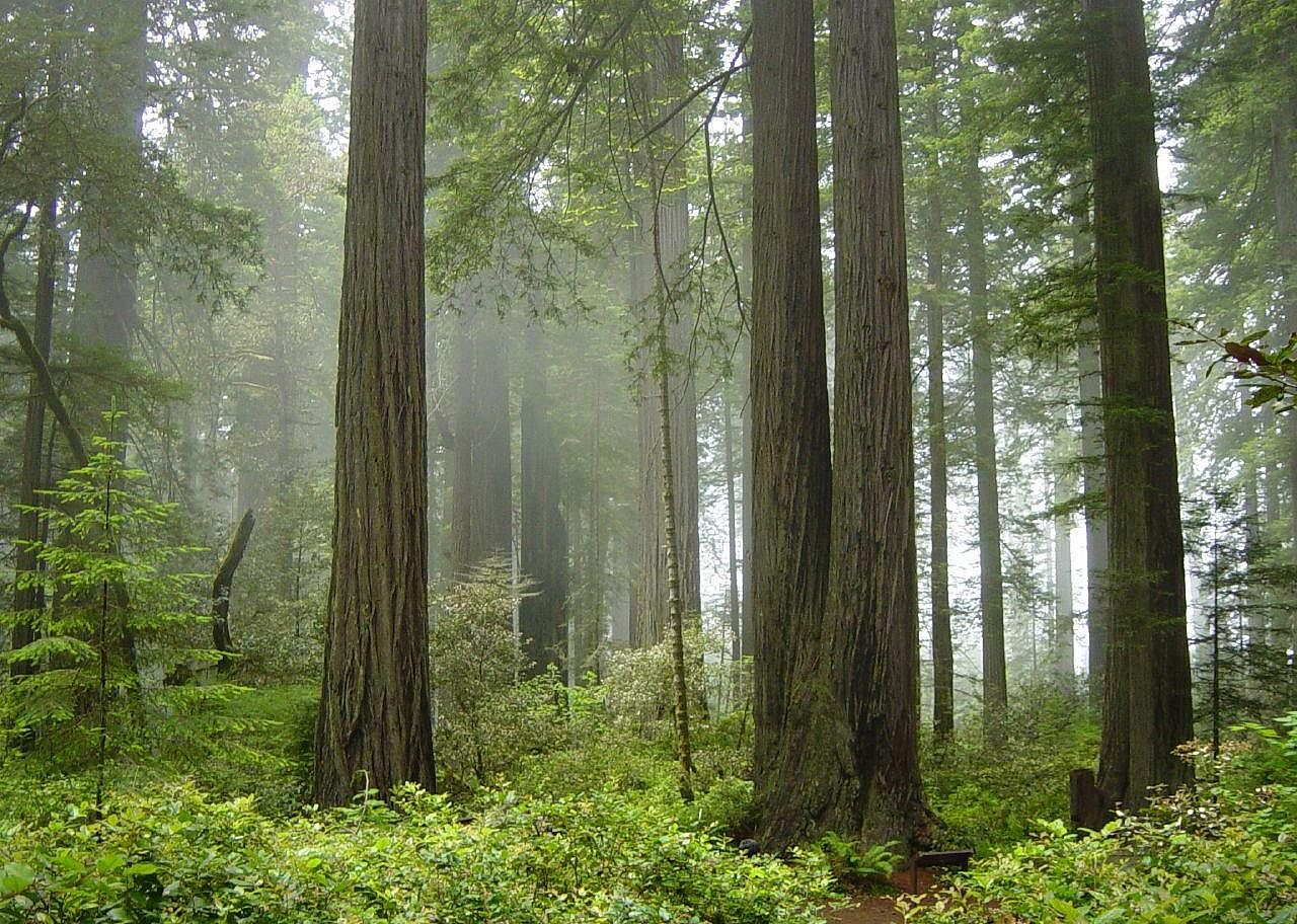 #35. California