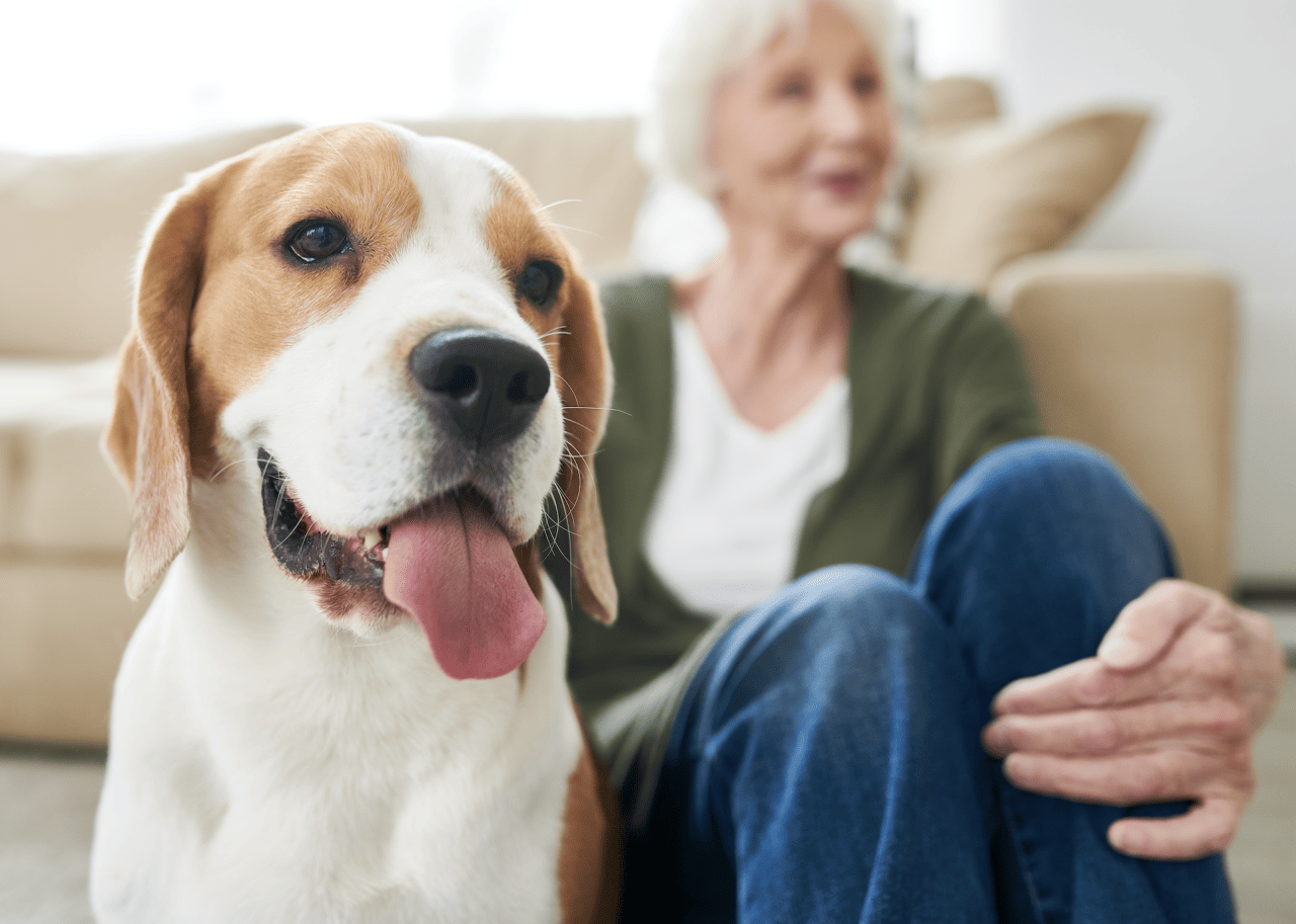 A beagle sitting with his older owner.
