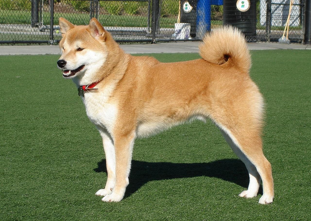 #45. Shiba Inu