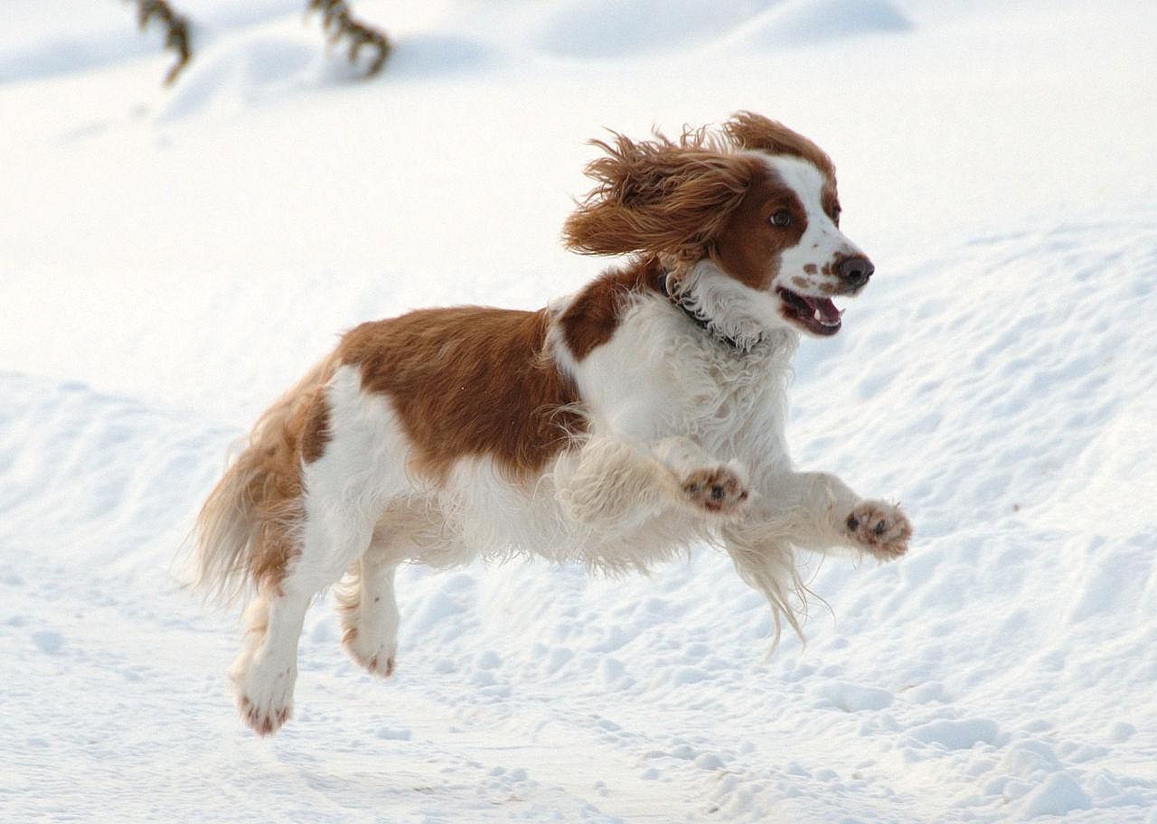 #22. Welsh springer spaniel