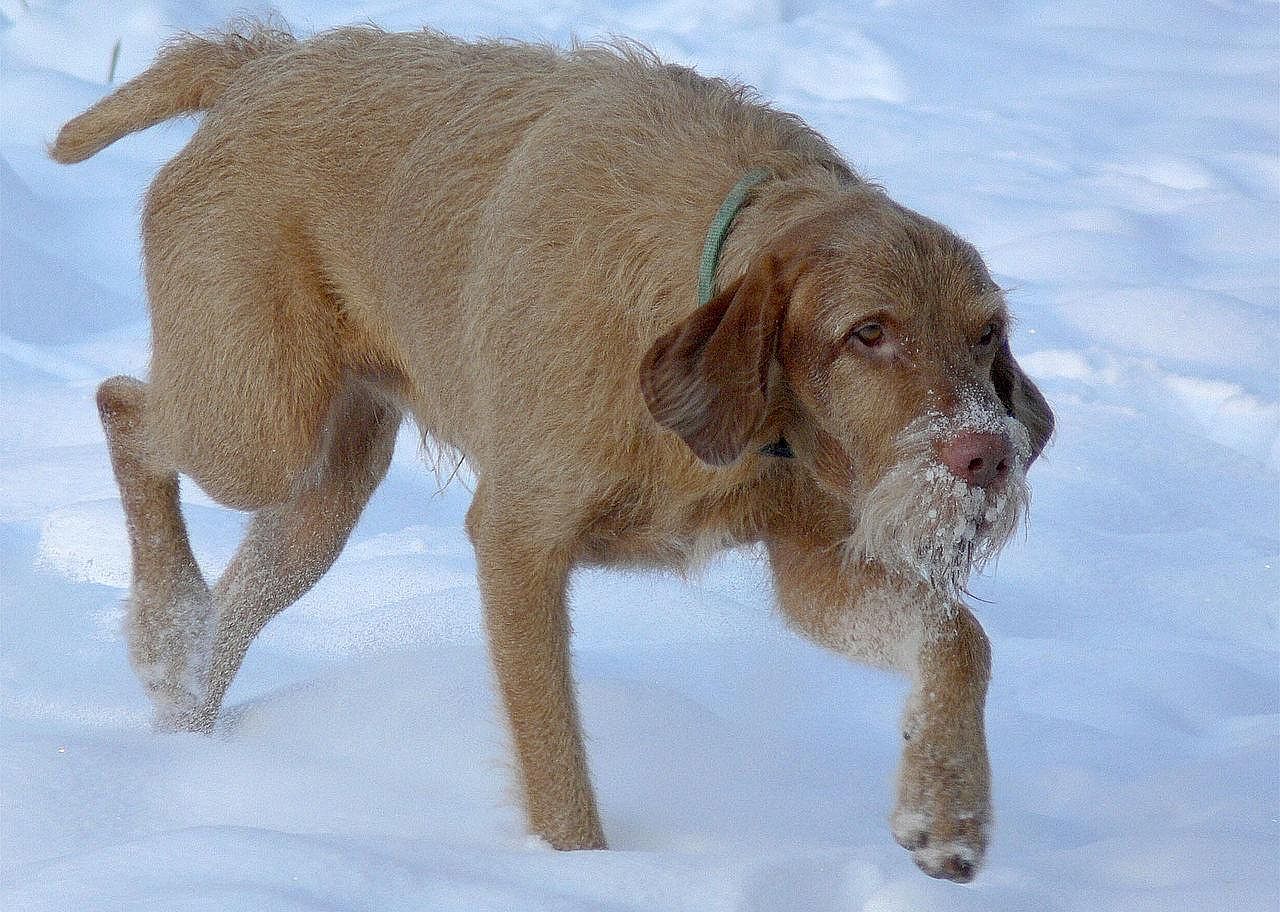 #30. Wirehaired vizsla