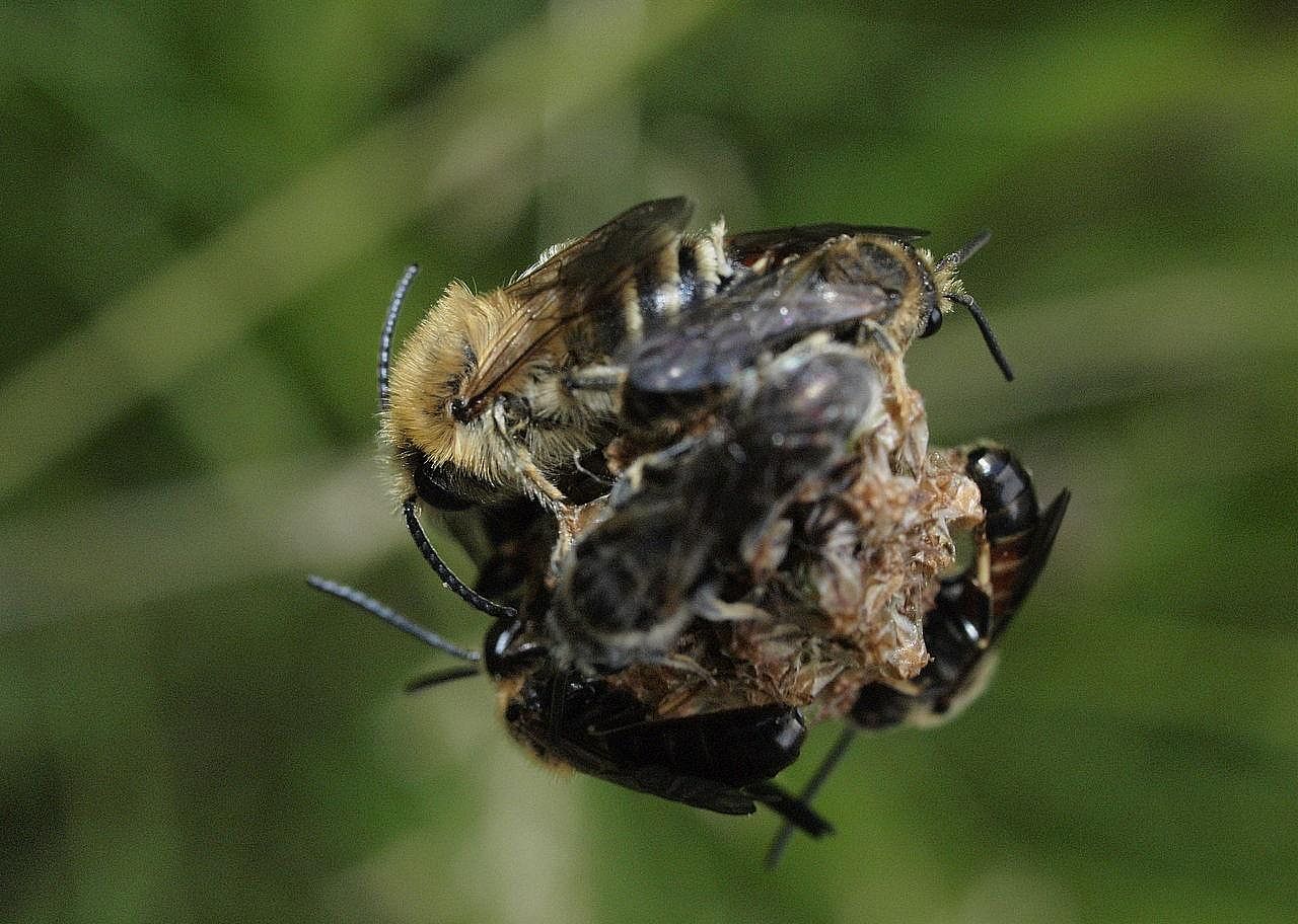 Bees, like humans, can learn while they sleep