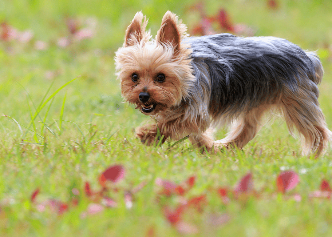 The 30 most popular small dog breeds in America, according to data—and ...