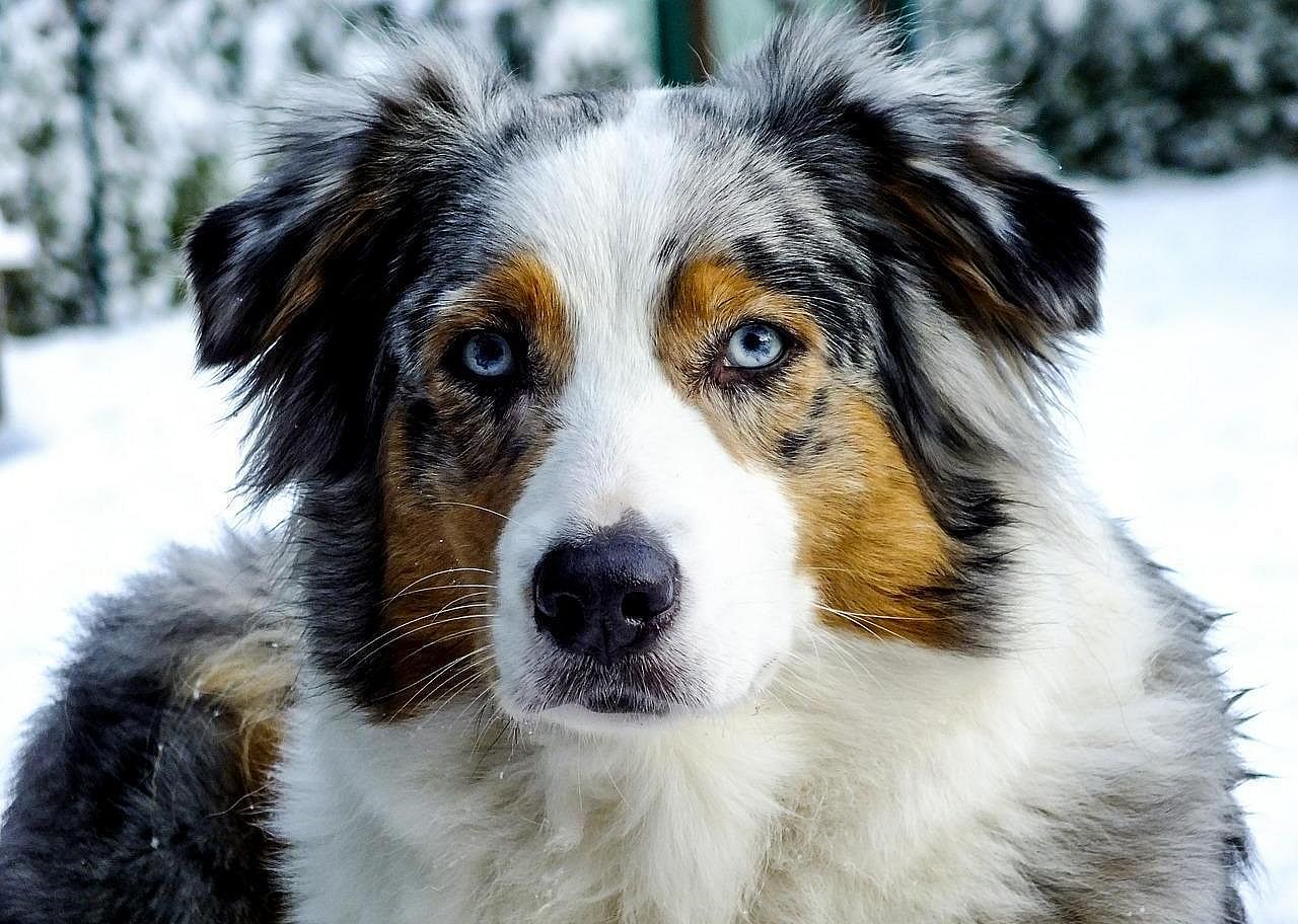 #13. Australian Shepherd