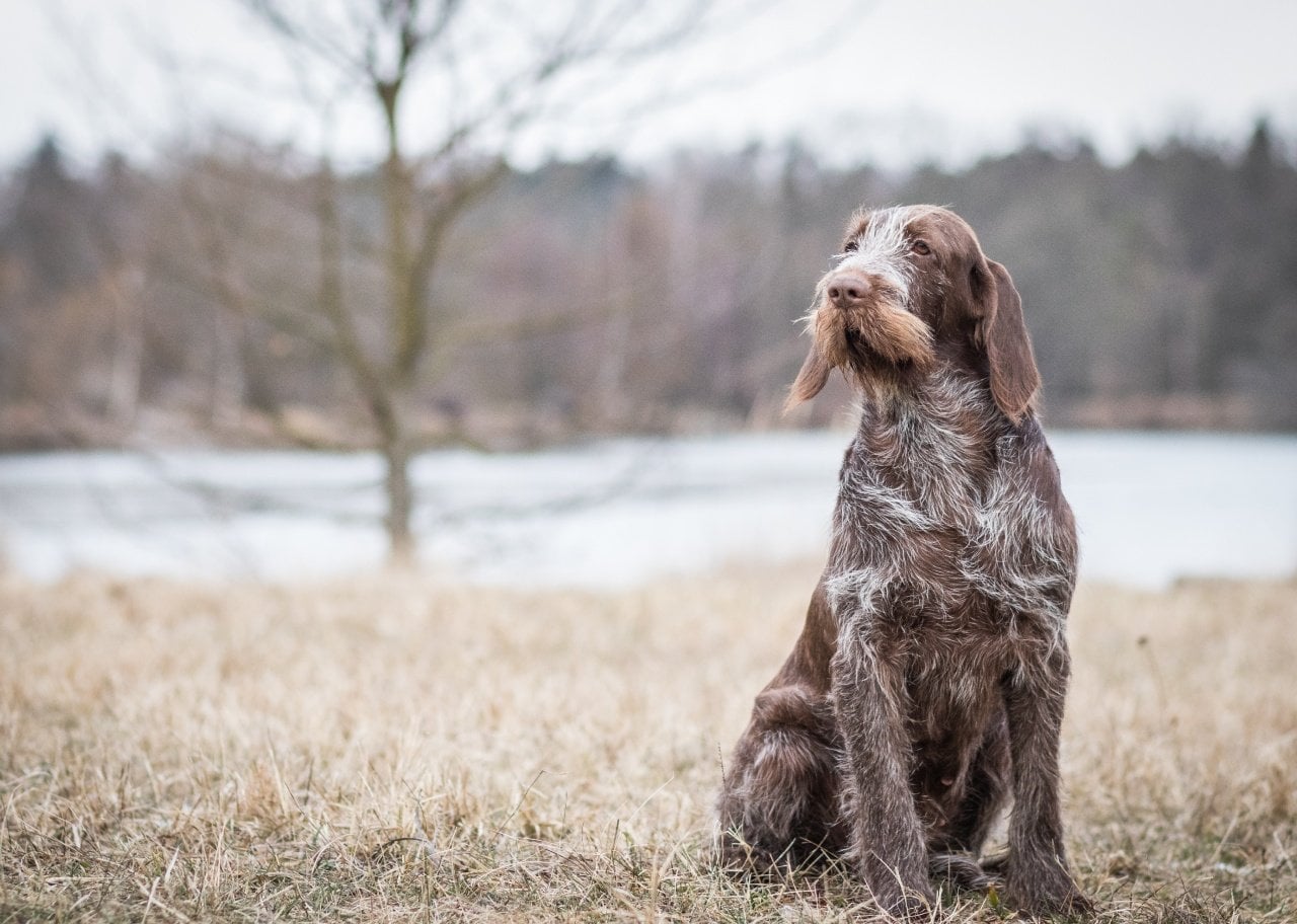A brown spinone italiano dog in winter scene.
