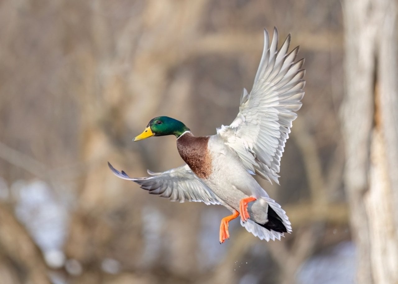 Most commonly hunted migratory birds in Minnesota