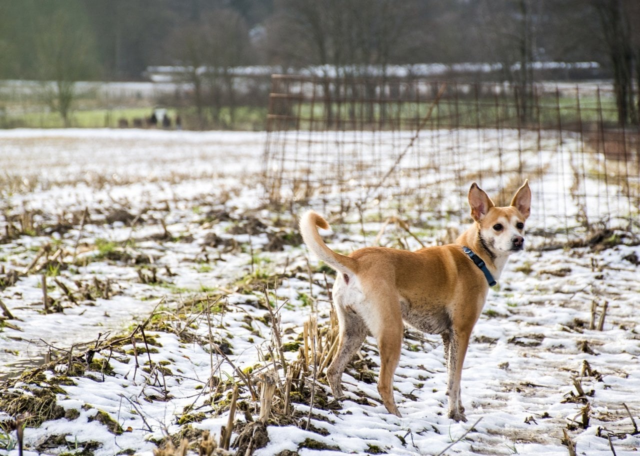 Small Portuguese Podengo wearing a blue collar.