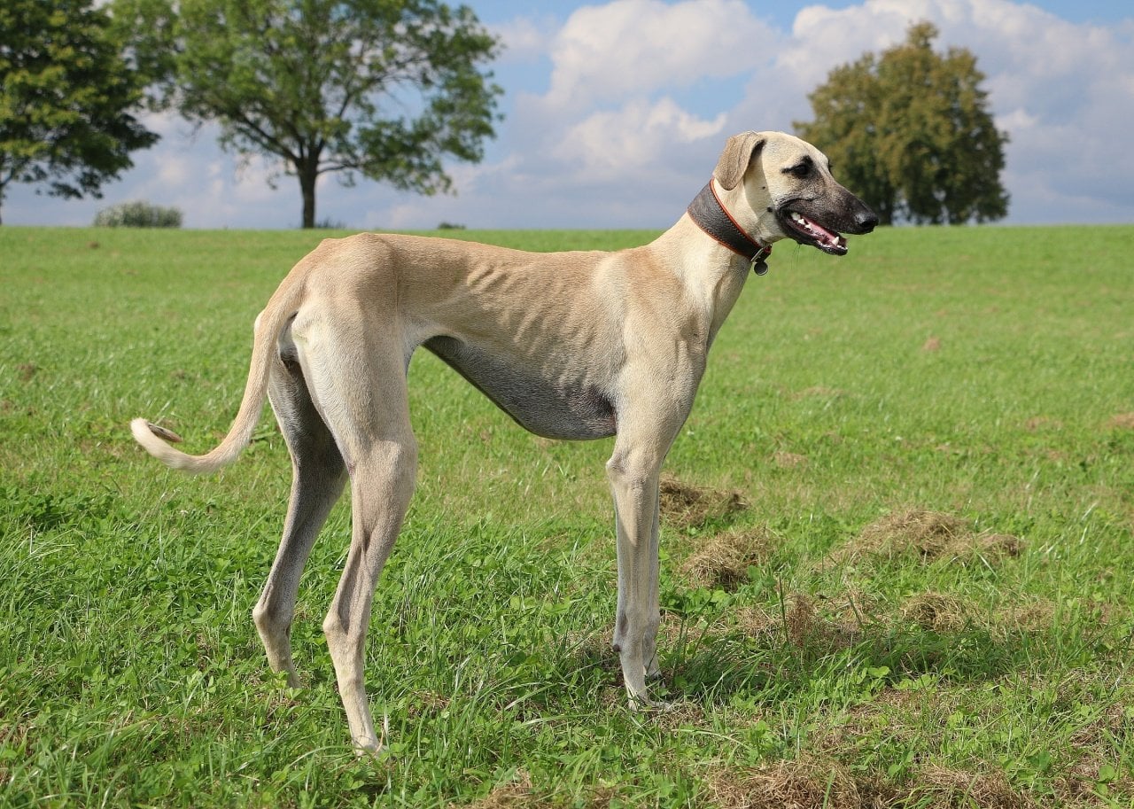 A sloughi dog standing in a garden.