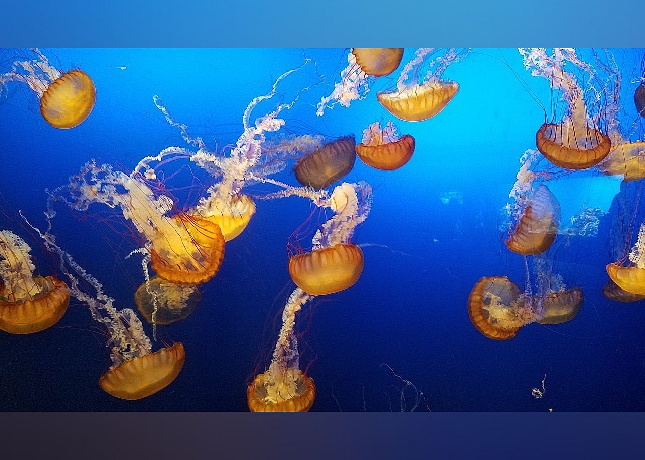 #1. Omaha's Henry Doorly Zoo and Aquarium