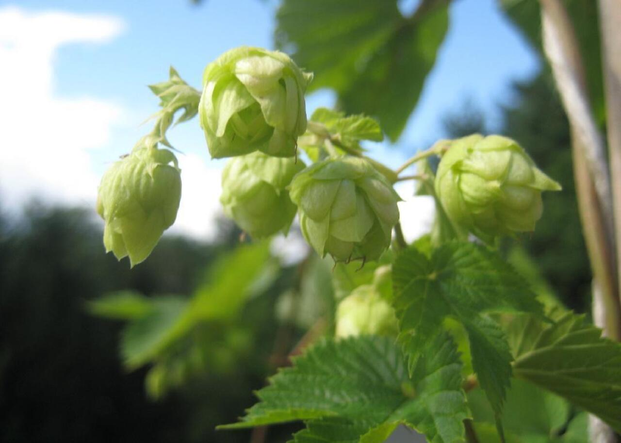 A close-up look at a hop plant.