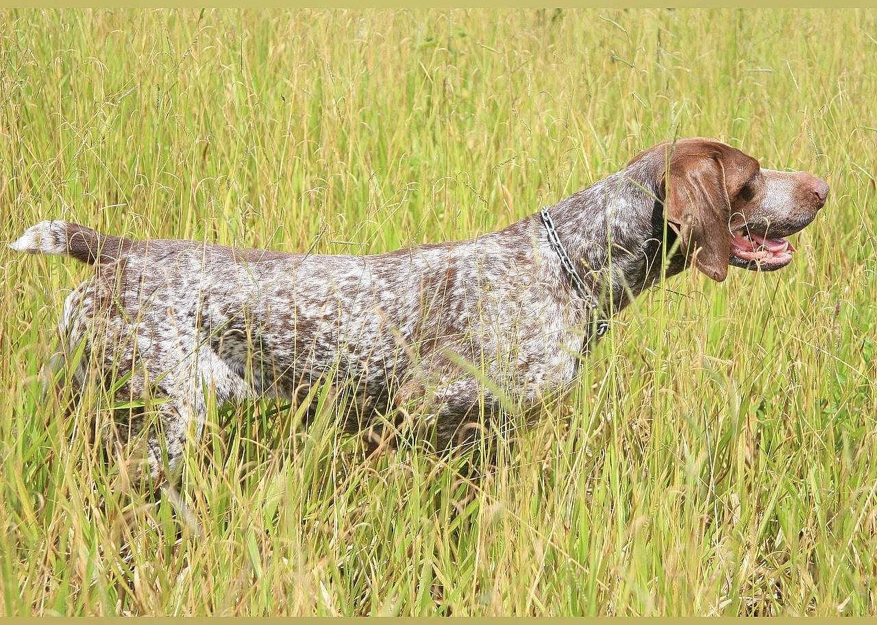 #3. German shorthaired pointer