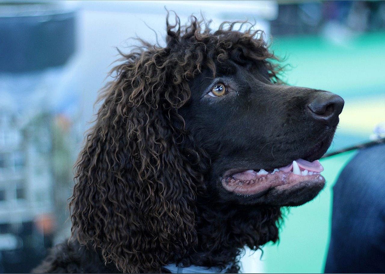 #27. Irish water spaniel
