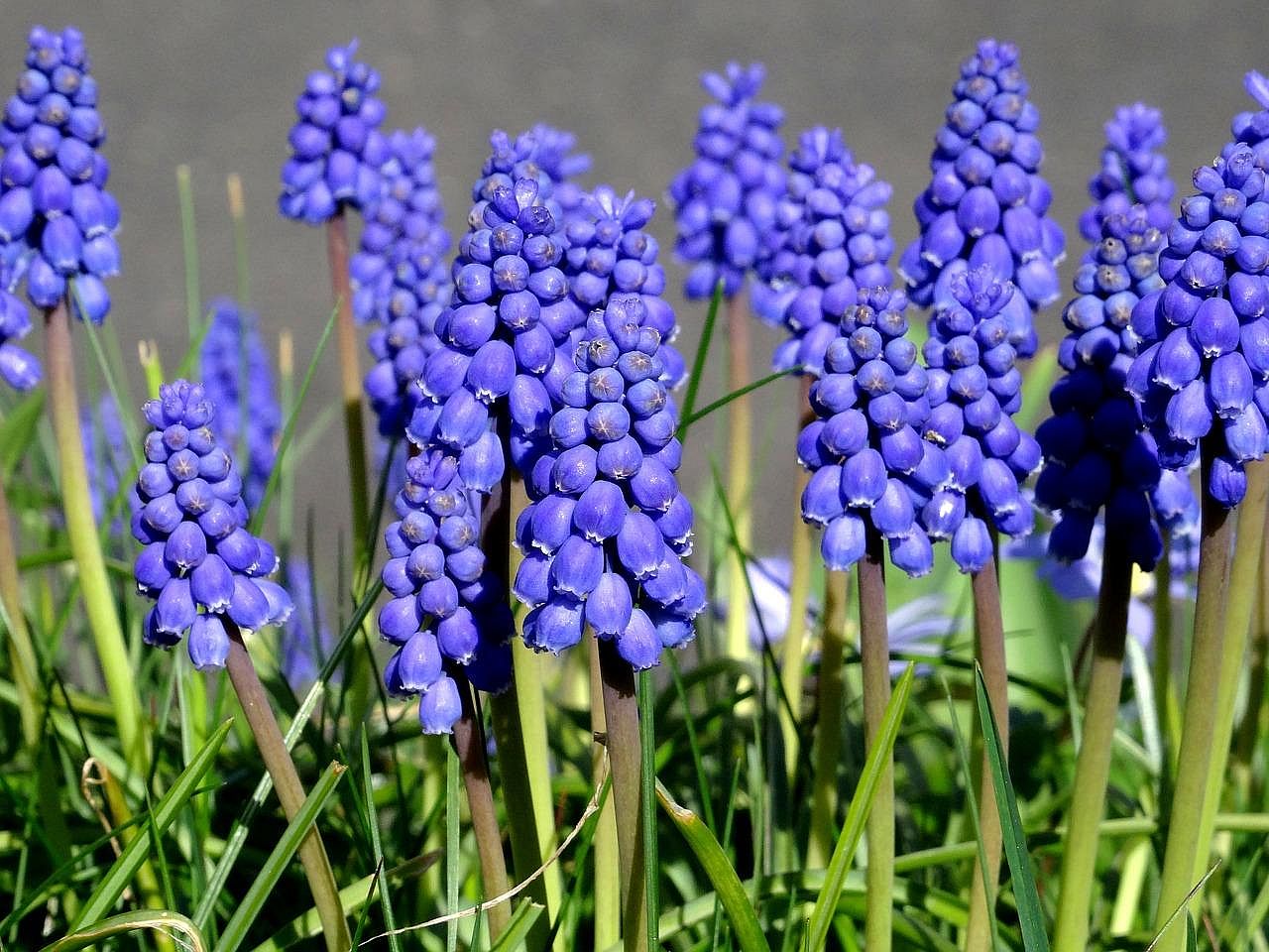 #11. Grape hyacinth