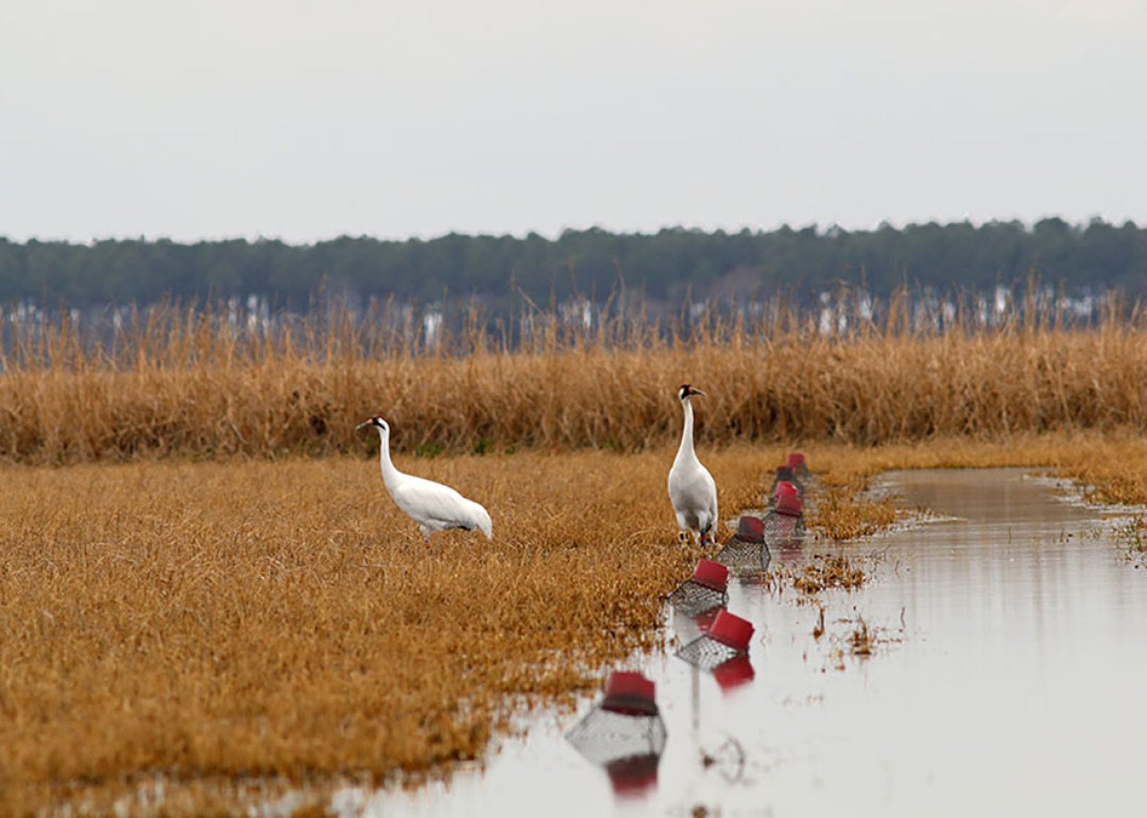 A pair of whooping cranes.