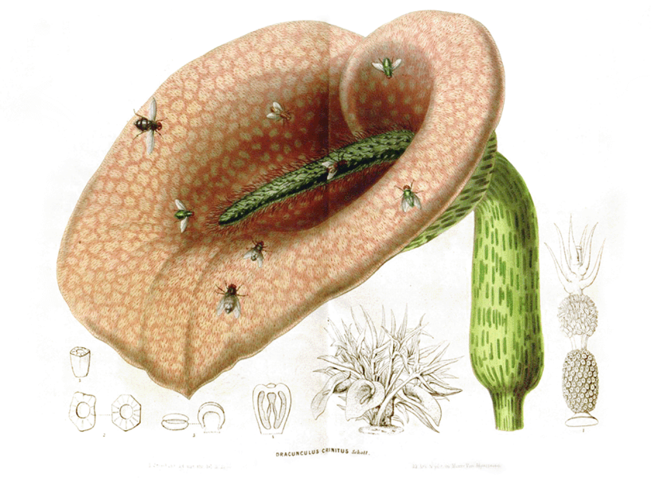 An illustration of the dead horse arum whose scent and temperature attract blowflies by mimicking a dead, rotting gull carcass.