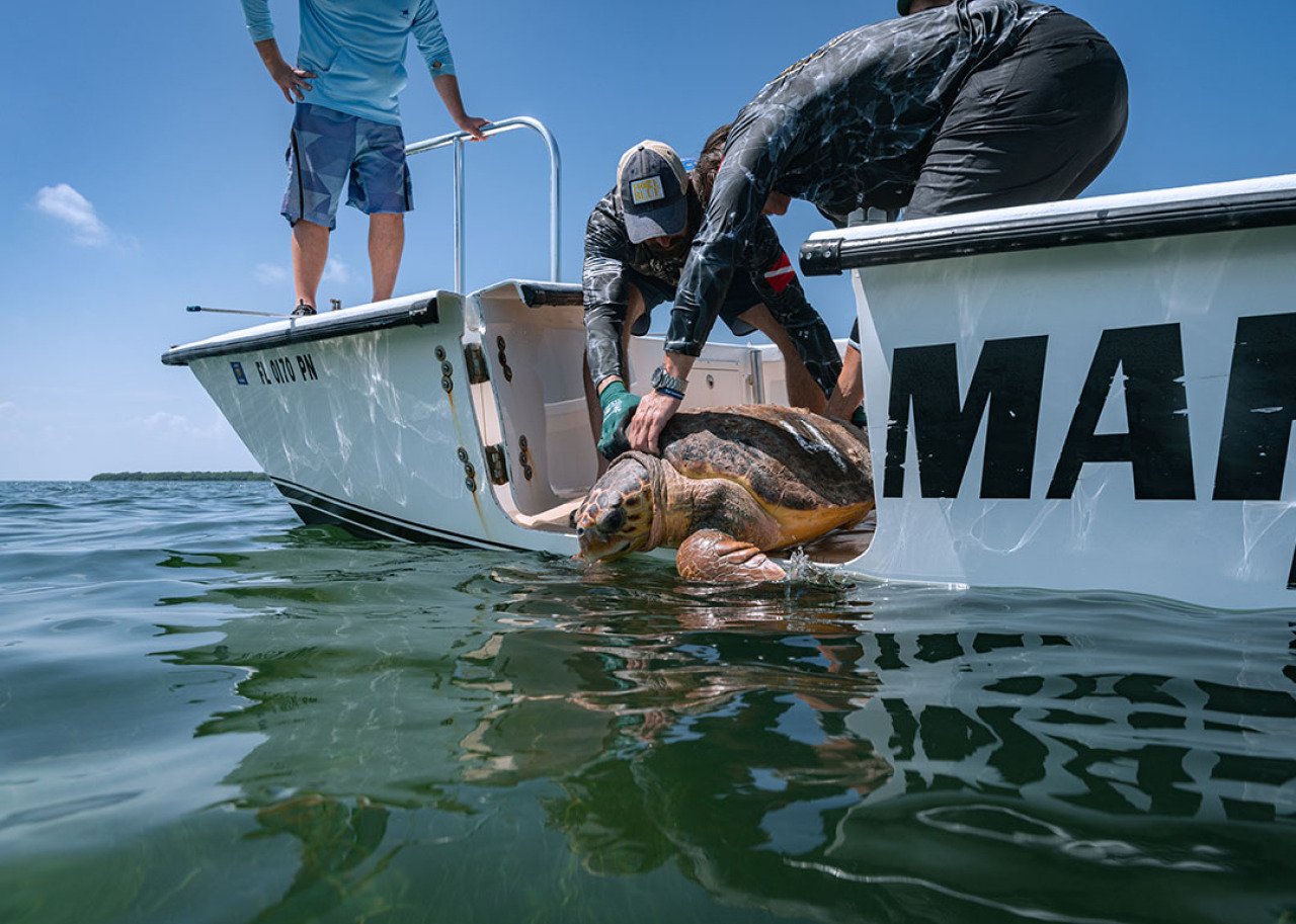 A large Force Blue team-rescued turtle being returned to the water.