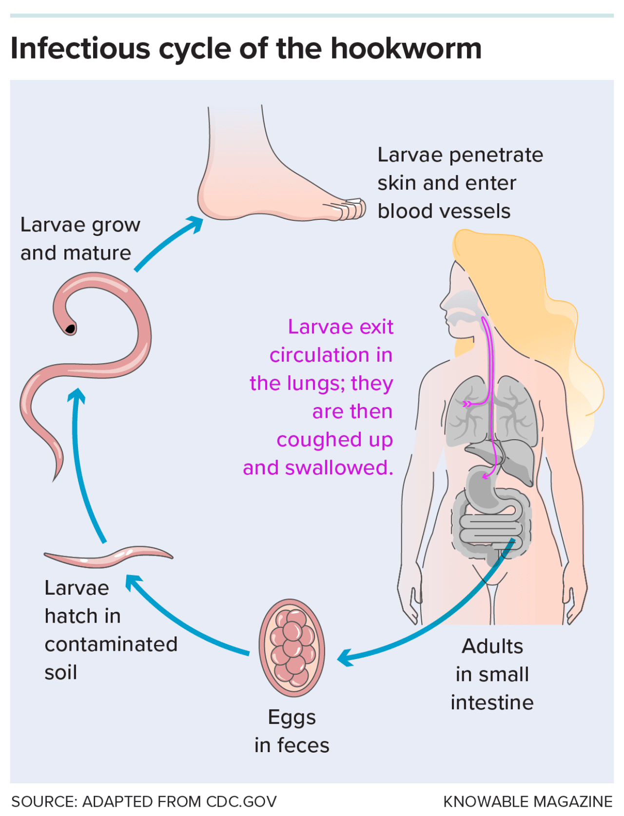 Illustration showing infectious cycle of the hookworm.