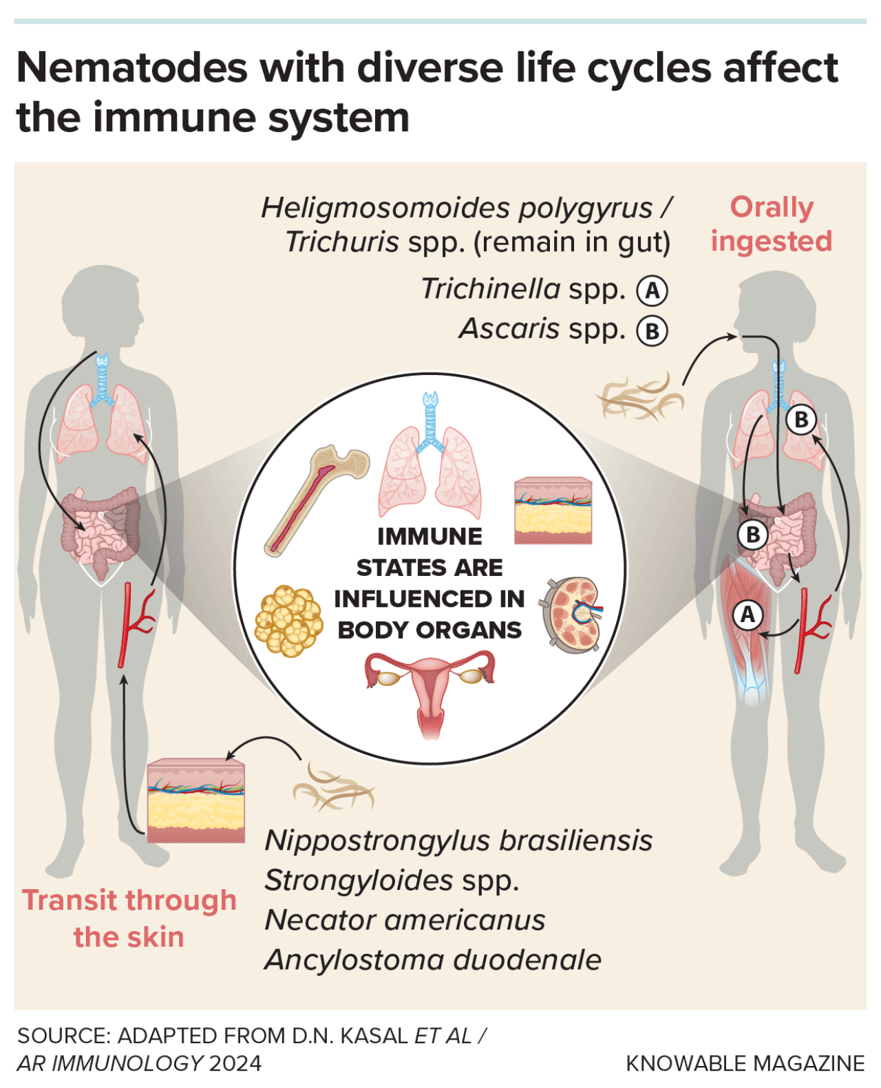 Illustration of nematodes can affect body organs and the immune system in myriad ways.