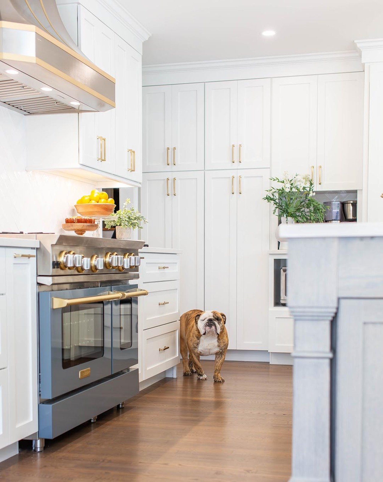 English bulldog standing next to a set of built in drawers in kitchen with gold hardware.