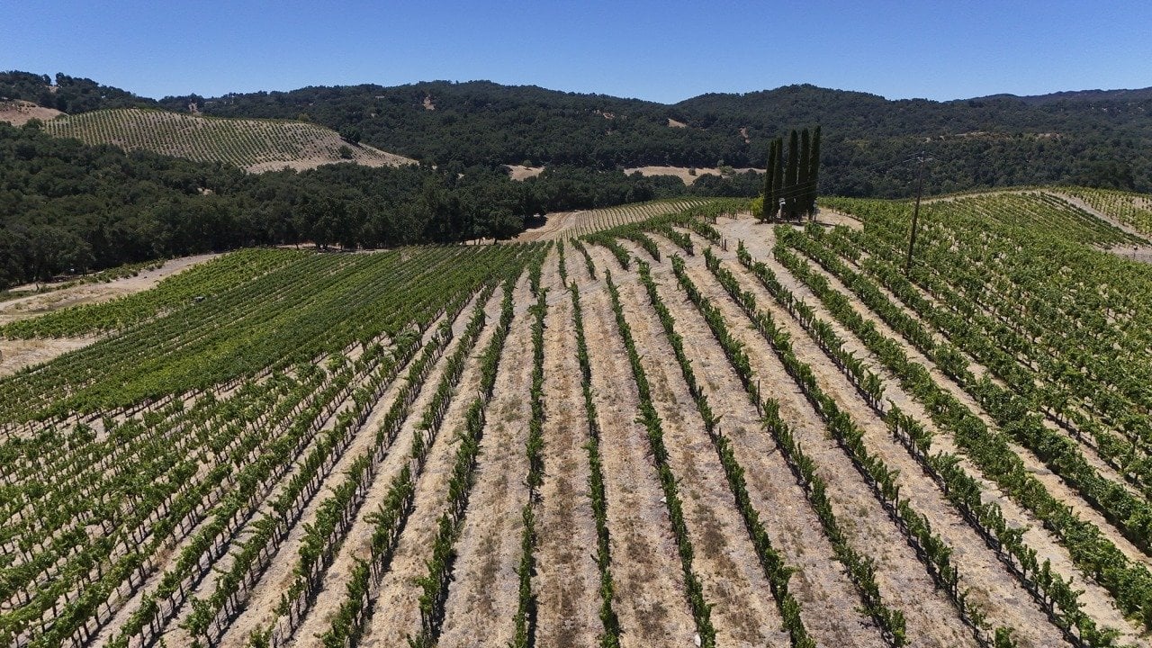 An aerial view of rows of grape vines at Tablas Creek Vineyard in Paso Robles on July 30, 2025. 