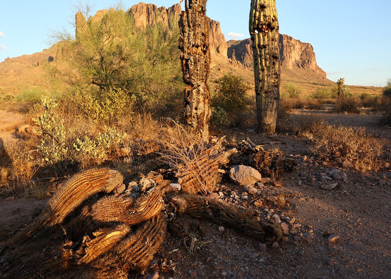 A fallen saguaro cactus decays in the Sonoran Desert near Apache Junction, Arizona.