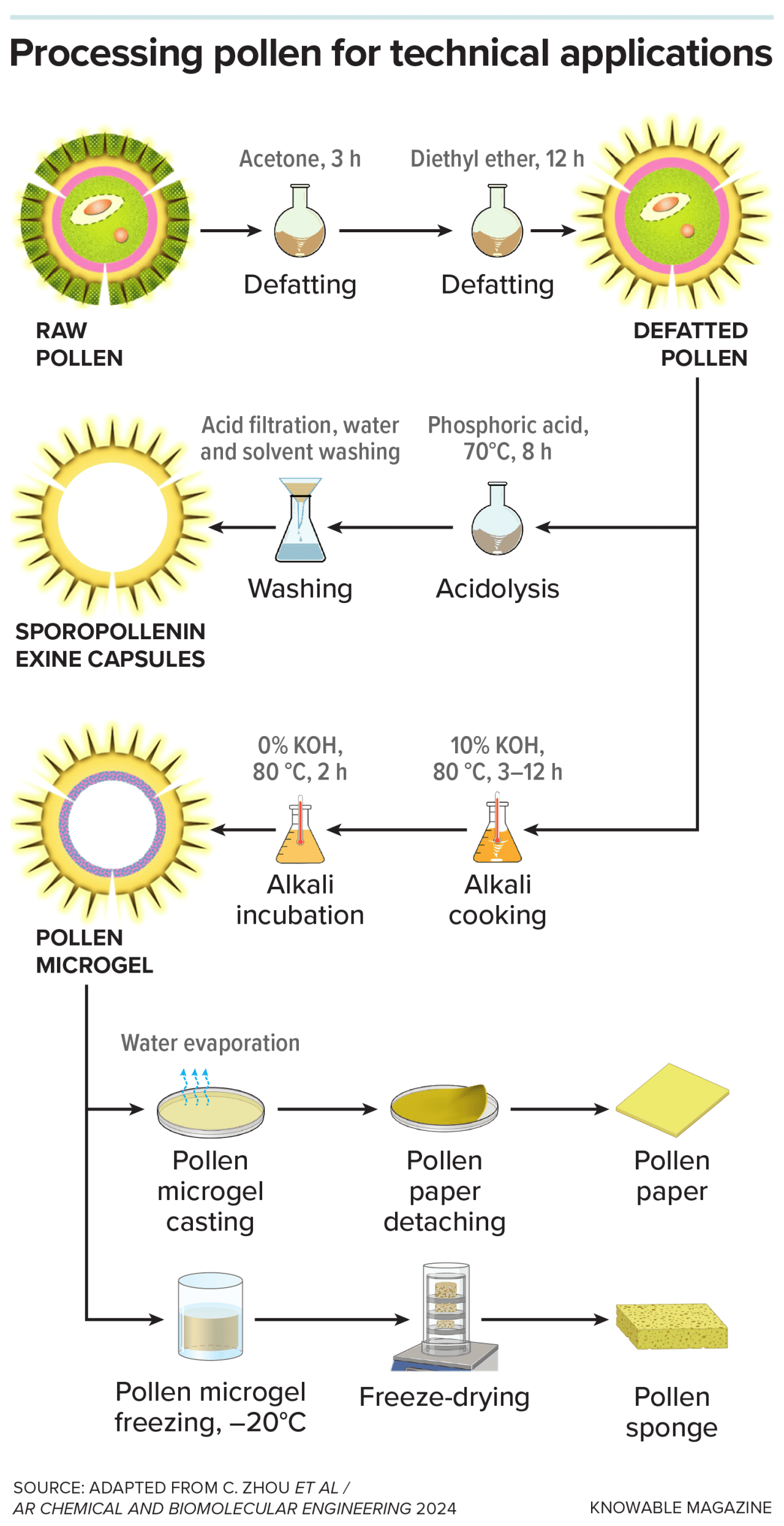 Infographic showing pollen processing for technical applications; first pollen grains are first stripped of their allergy-inducing sticky coating, in a process called defatting, then treated with acid, they form hollow sporopollenin capsules that can be used to deliver drugs. If treated instead with an alkaline solution, the defatted pollen grains are transformed into a soft microgel that can be used to make thin films, paper and sponges.