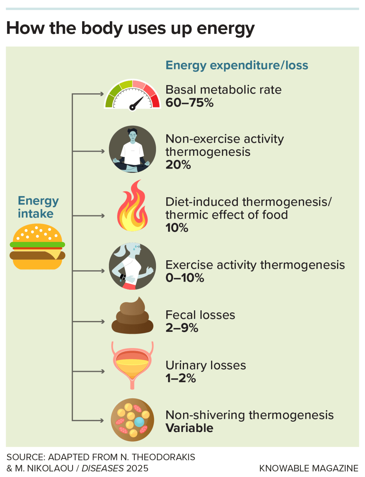 Graphic showing that there are large individual differences in how the body uses up calories and in the metabolic process in which calories are burned to generate heat.