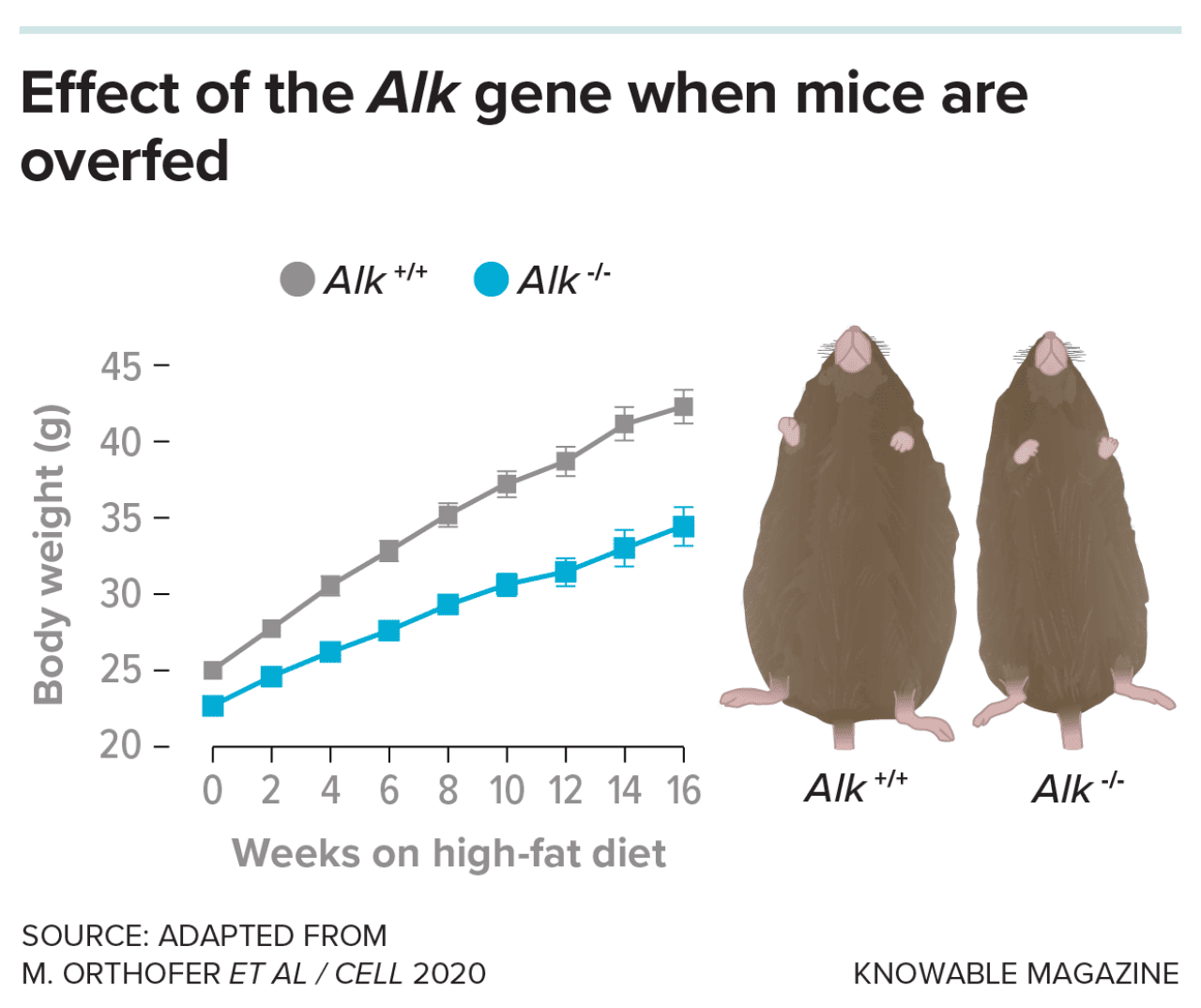 Illustration showing that genetics plays an important role in constitutional thinness, and researchers are starting to identify the genes involved. In mice, deleting one of them — a gene called Alk — made the animals resistant to weight gain when fed high-fat diets.