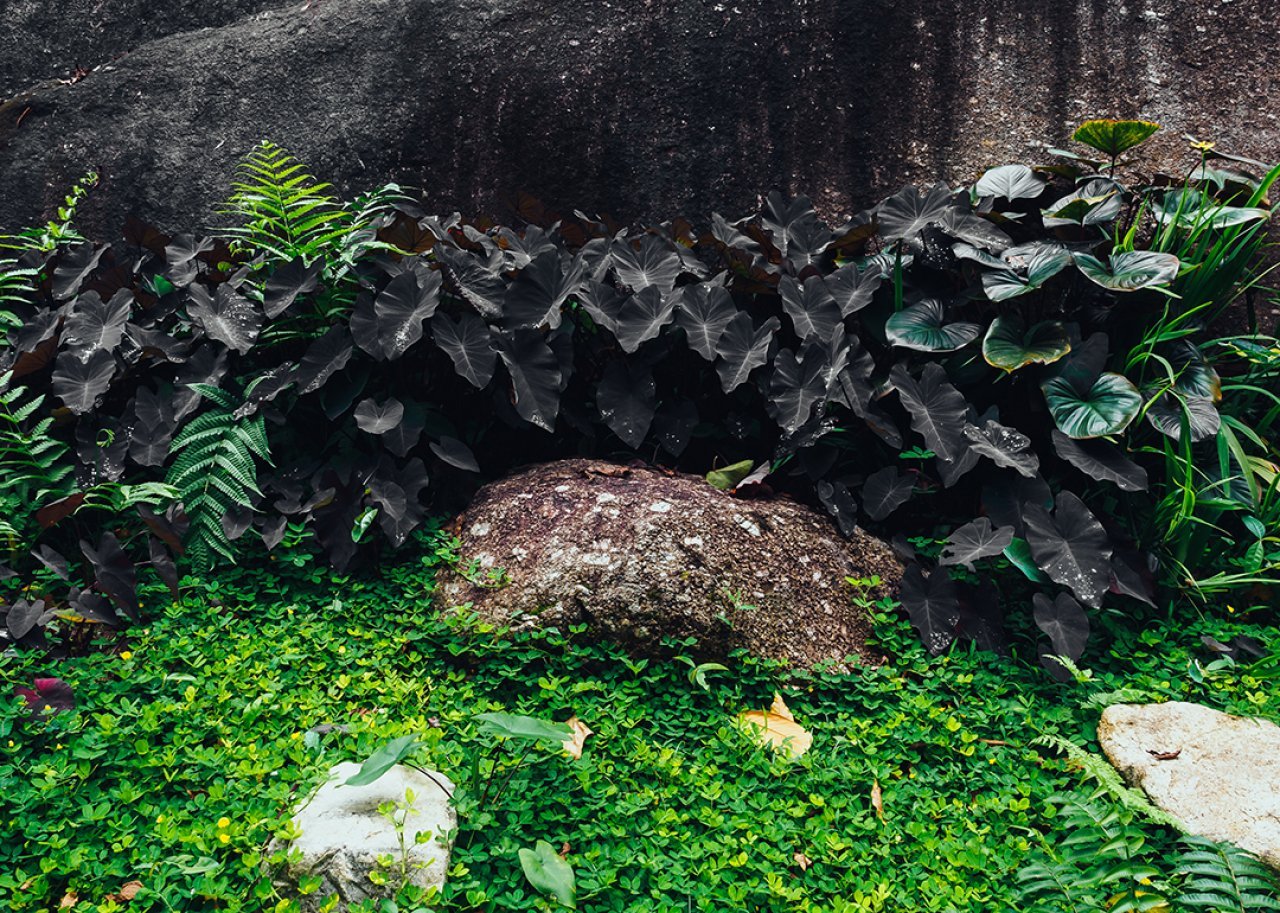 Colocasia, the black, heart-shaped leaf plant.