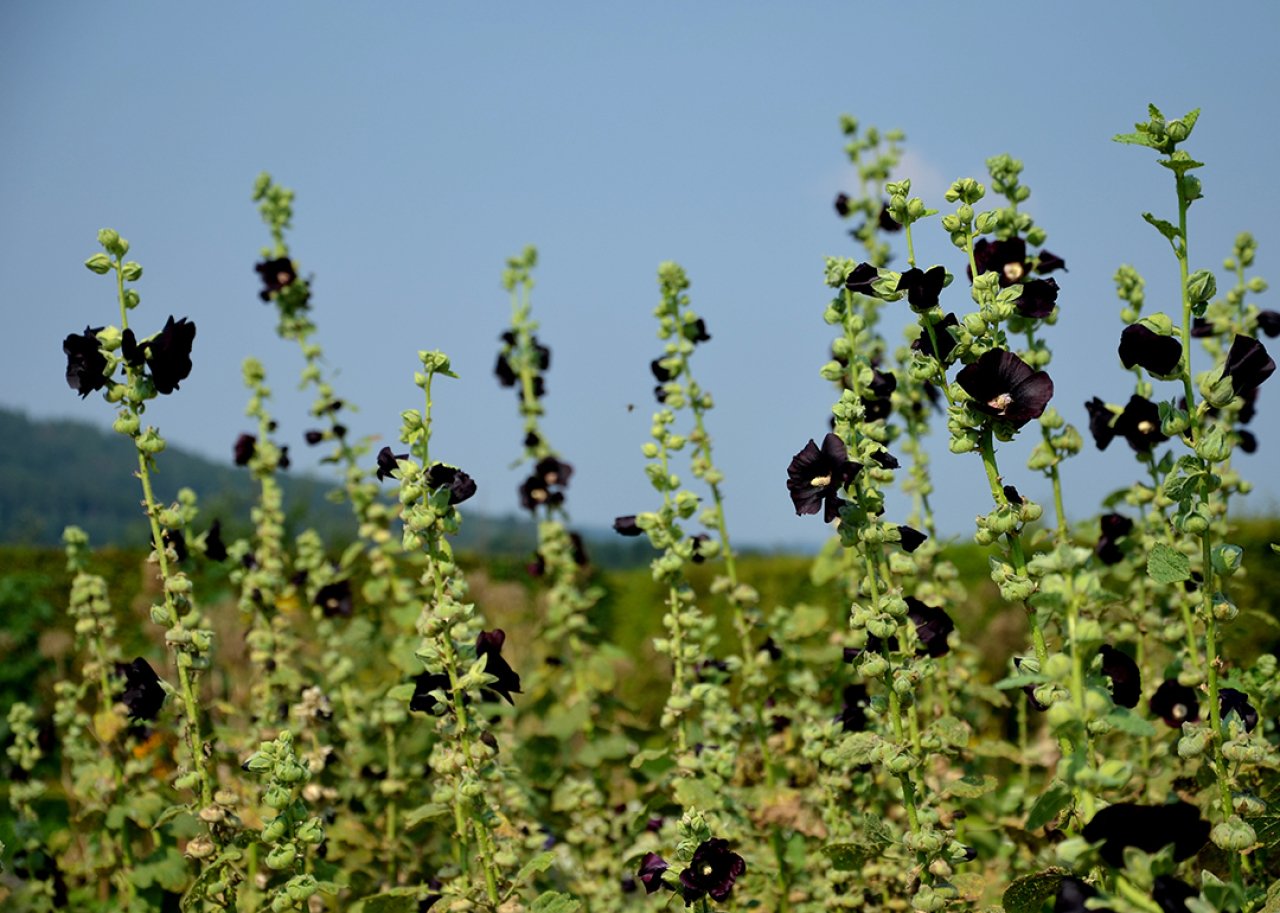 A field of alcea rosea also known as the 'Blacknight' flower.